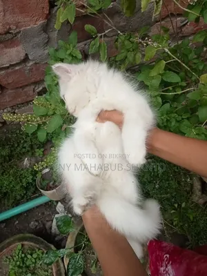 1-3 months Female Purebred Persian Cat