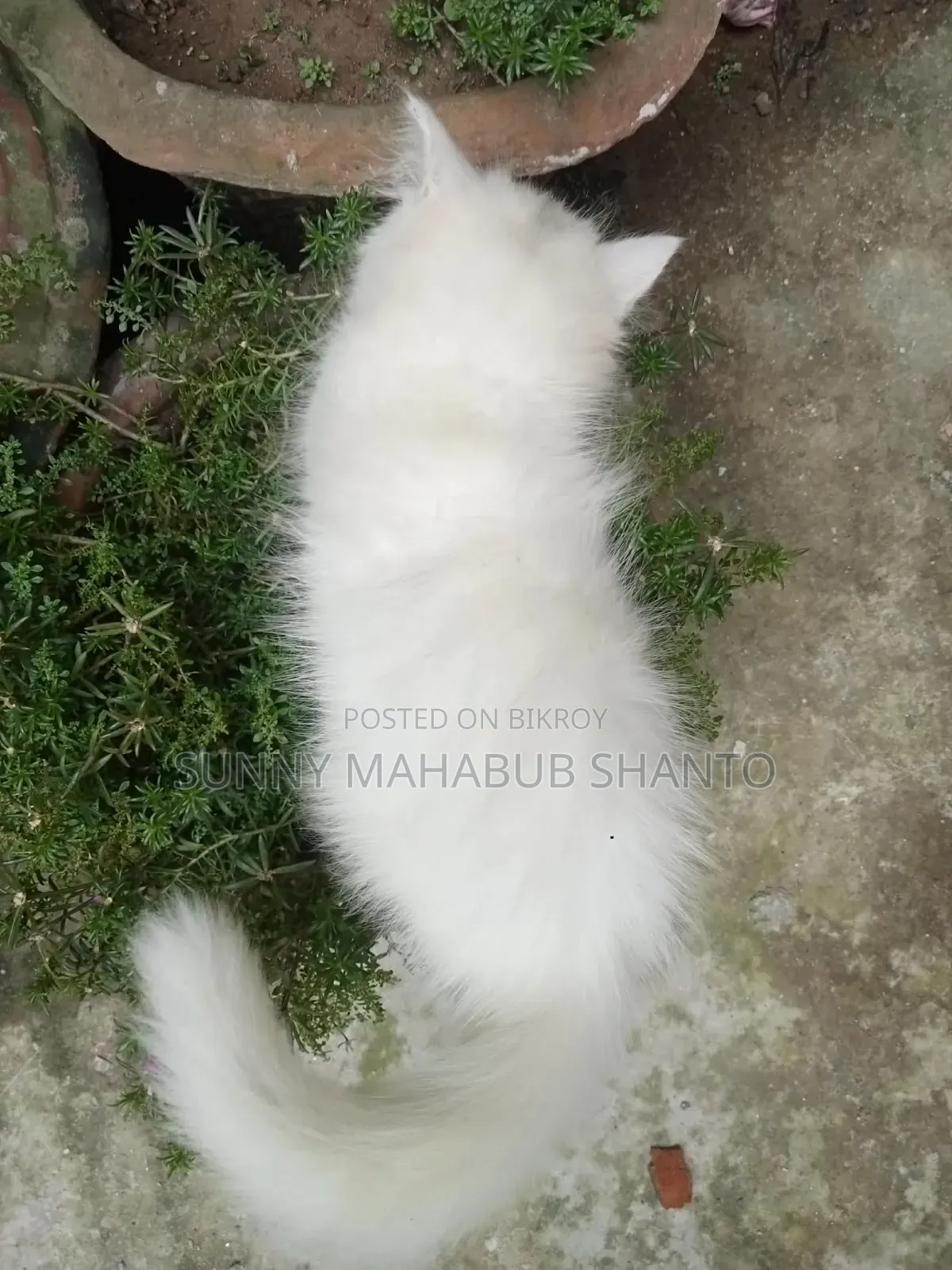 1-3 months Female Purebred Persian Cat