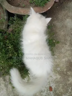 1-3 months Female Purebred Persian Cat