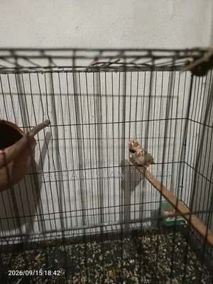 Zebra Finch Running Pair Eggs Kids OK Full Guarantee
