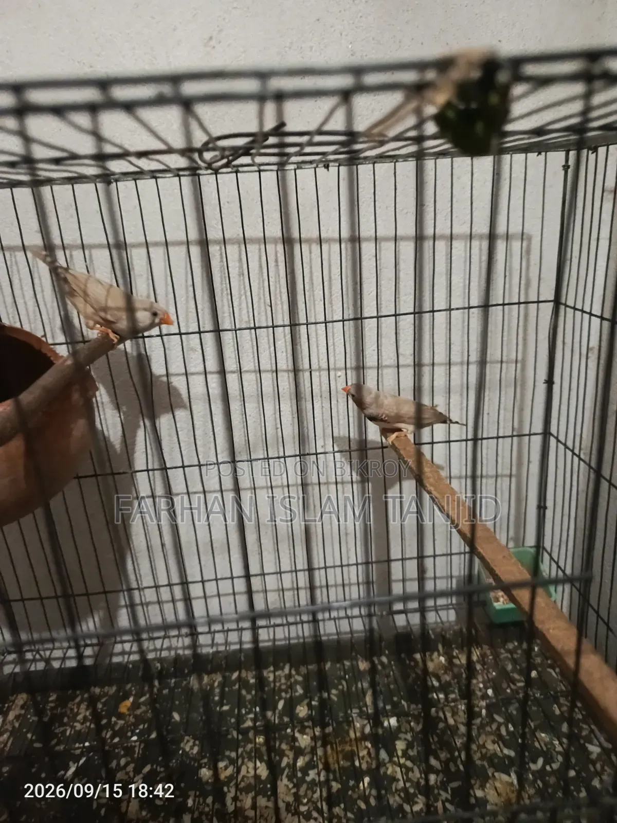 Zebra Finch Running Pair Eggs Kids OK Full Guarantee