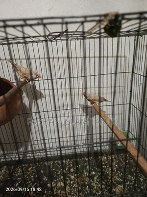 Zebra Finch Running Pair Eggs Kids OK Full Guarantee