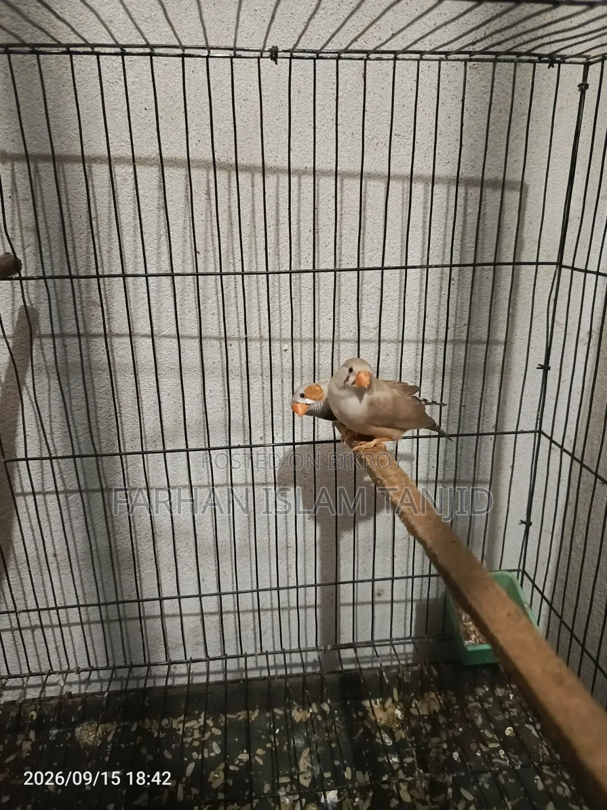 Zebra Finch Running Pair Eggs Kids OK Full Guarantee