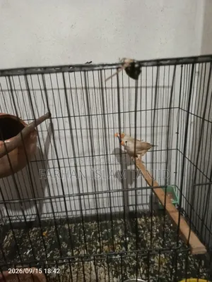 Zebra Finch Running Pair Eggs Kids OK Full Guarantee