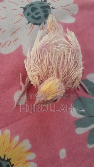 টেম সাইজ ককাটেল, রেড আই।।