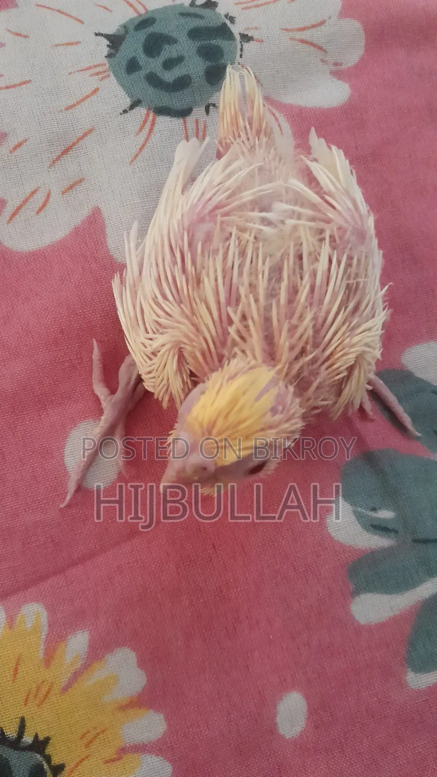 টেম সাইজ ককাটেল, রেড আই।।