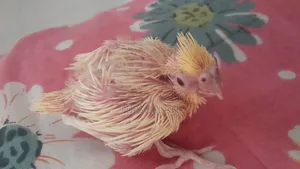 Tame Size Cockatiel, Red Eye.