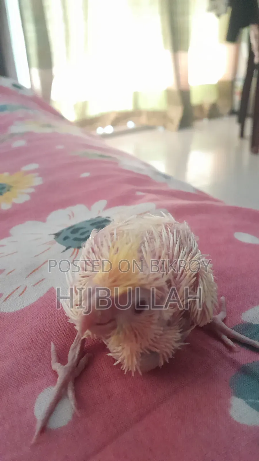 টেম সাইজ ককাটেল, রেড আই।।
