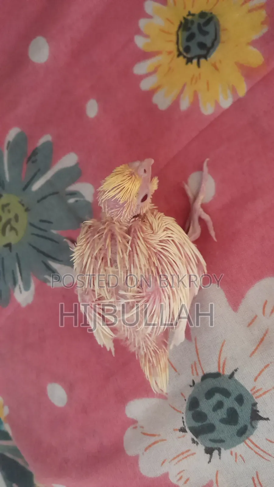 টেম সাইজ ককাটেল, রেড আই।।