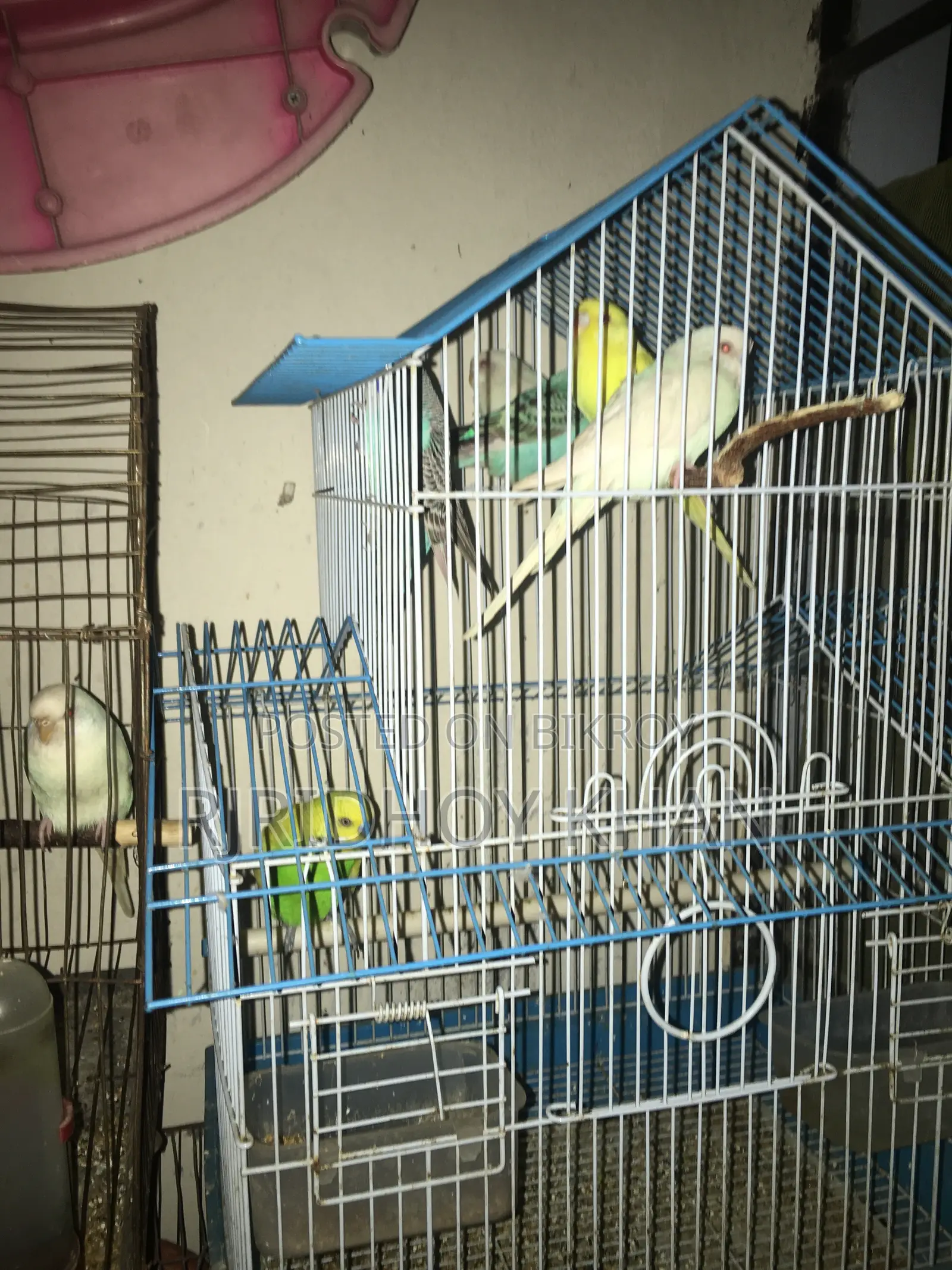 Budgerigar bird is very good