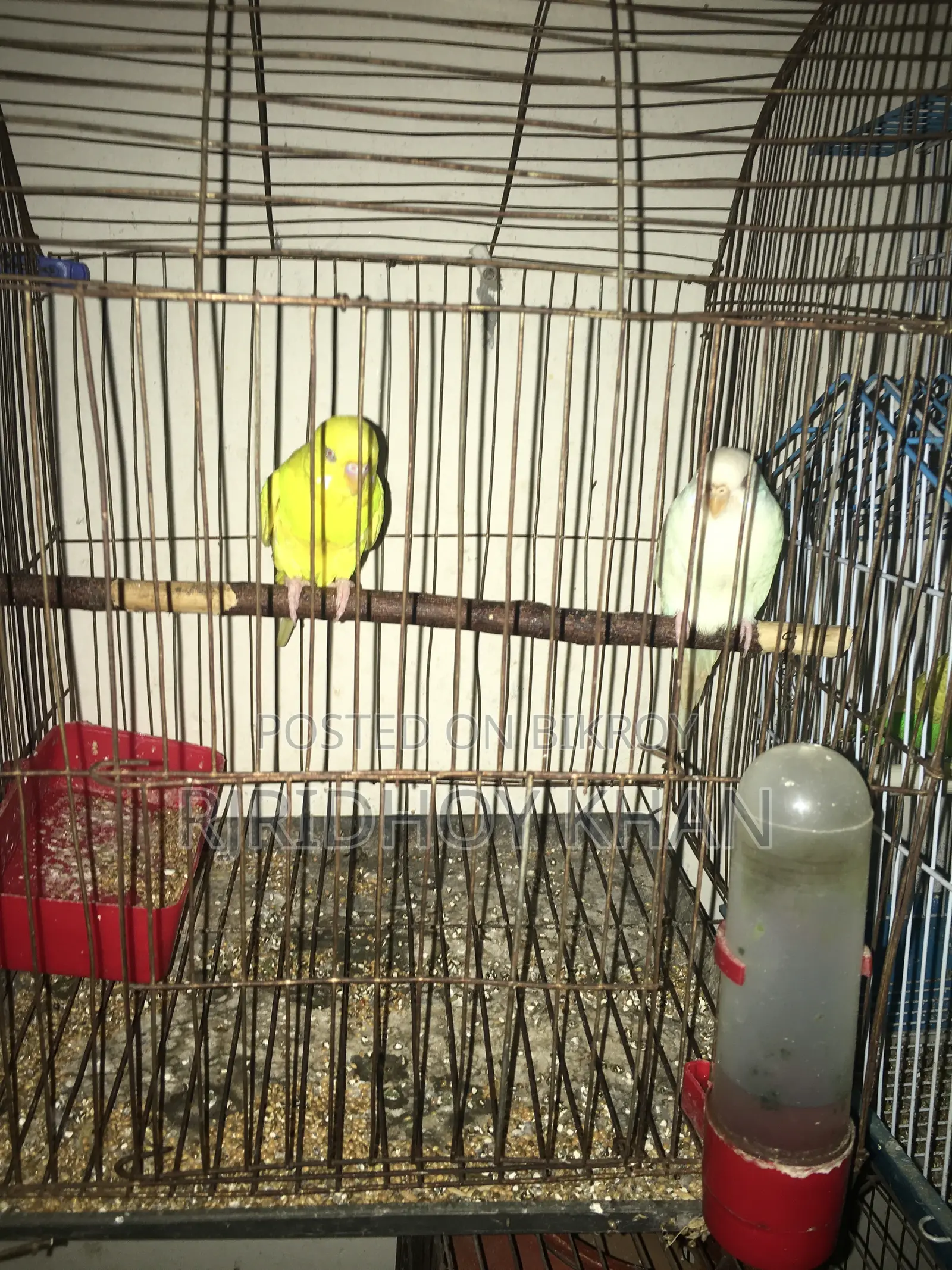 Budgerigar bird is very good