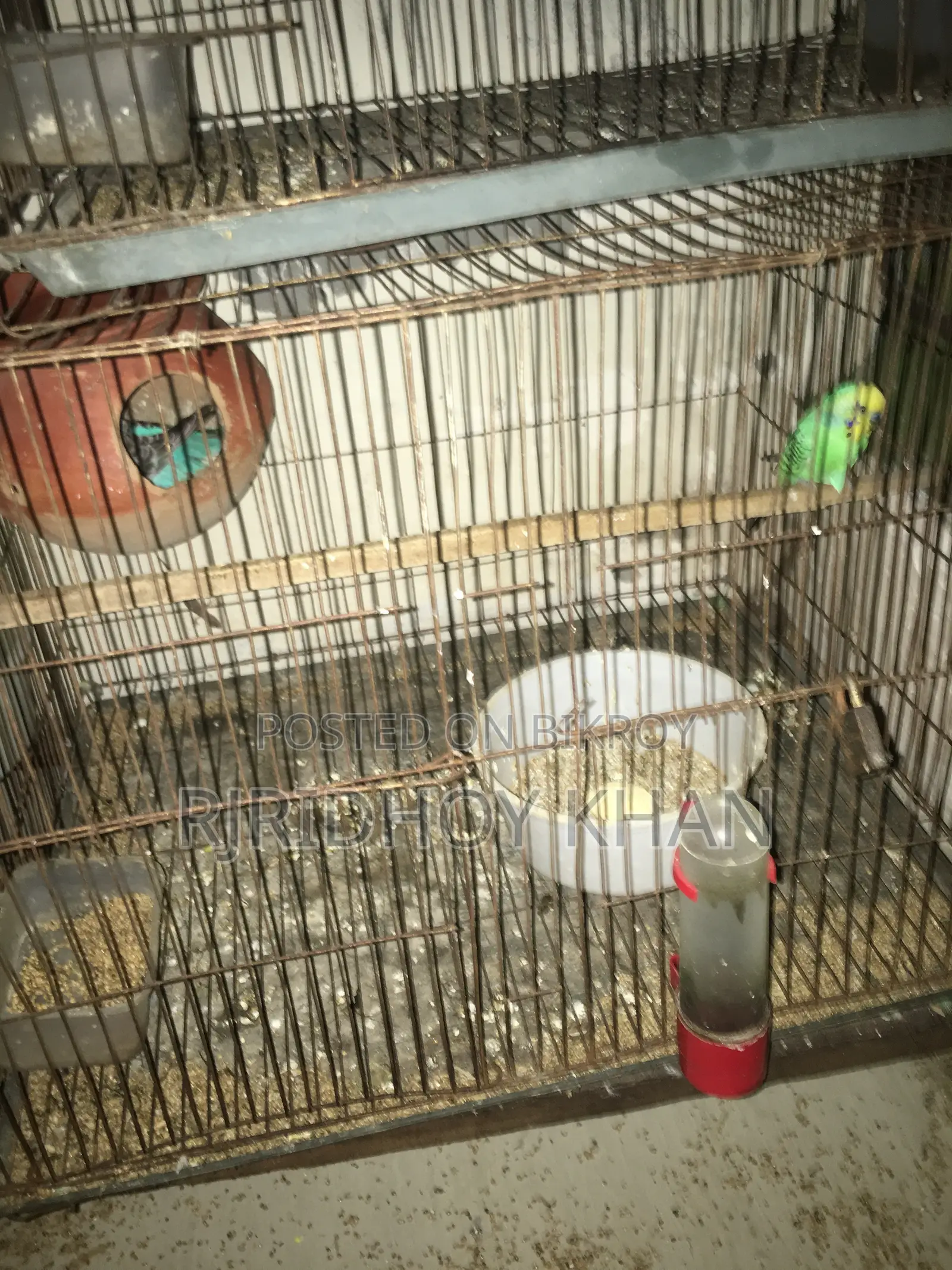 Budgerigar bird is very good