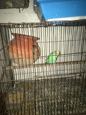 Budgerigar bird is very good
