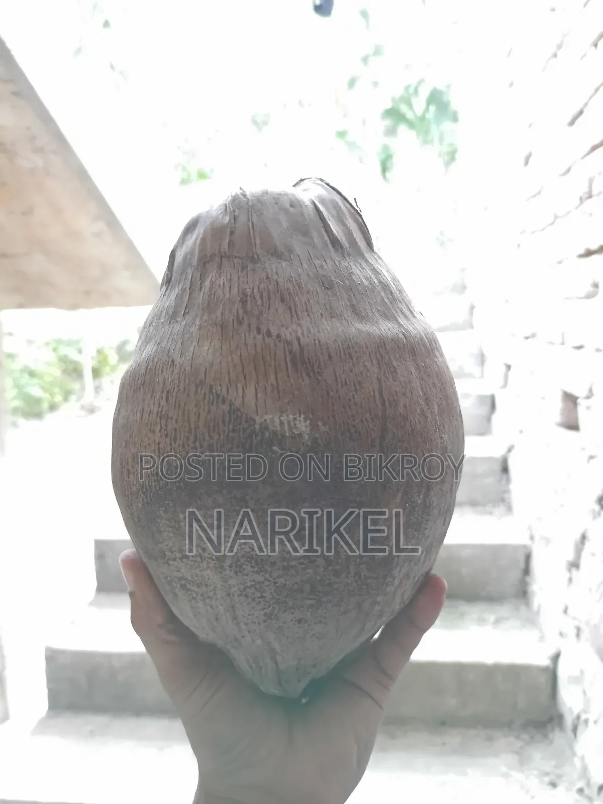 Coconut 90 BDT per piece