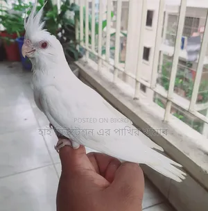 ককাটেল এলবিনো রেডআই টেম সাইজের