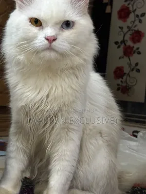 1+ year Male Purebred Persian Cat