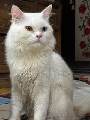 1+ year Male Purebred Persian Cat
