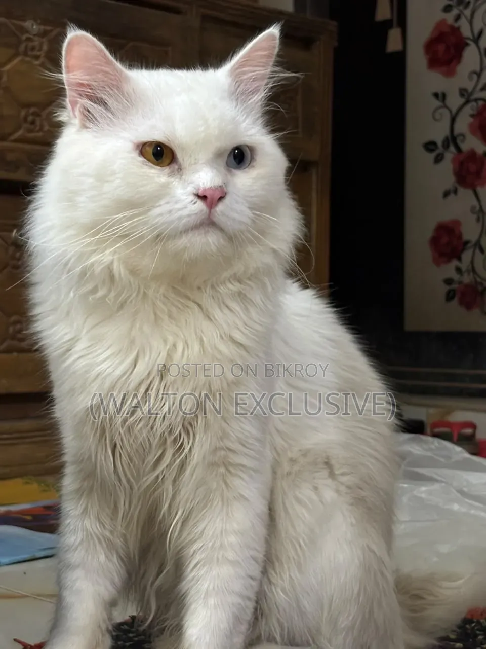 1+ year Male Purebred Persian Cat