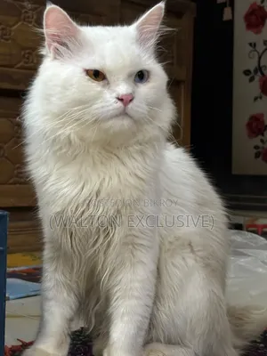 1+ year Male Purebred Persian Cat