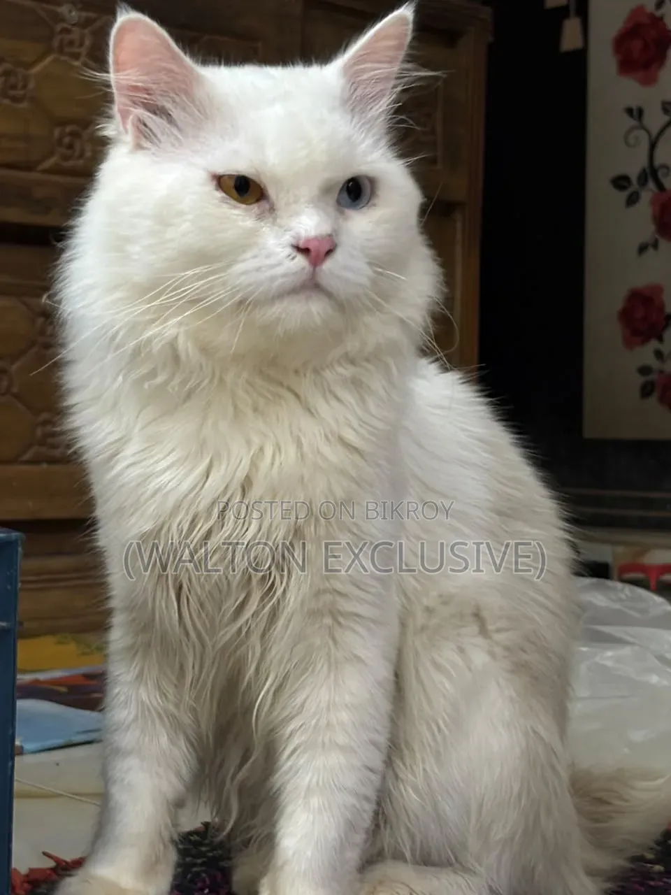 1+ year Male Purebred Persian Cat