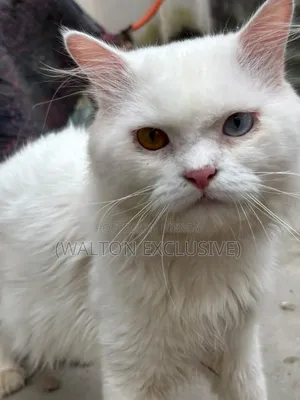 1+ year Male Purebred Persian Cat