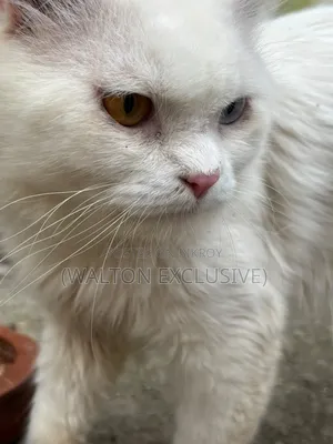 1+ year Male Purebred Persian Cat