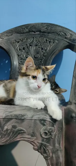 1-3 Months Female Mixed Breed Persian