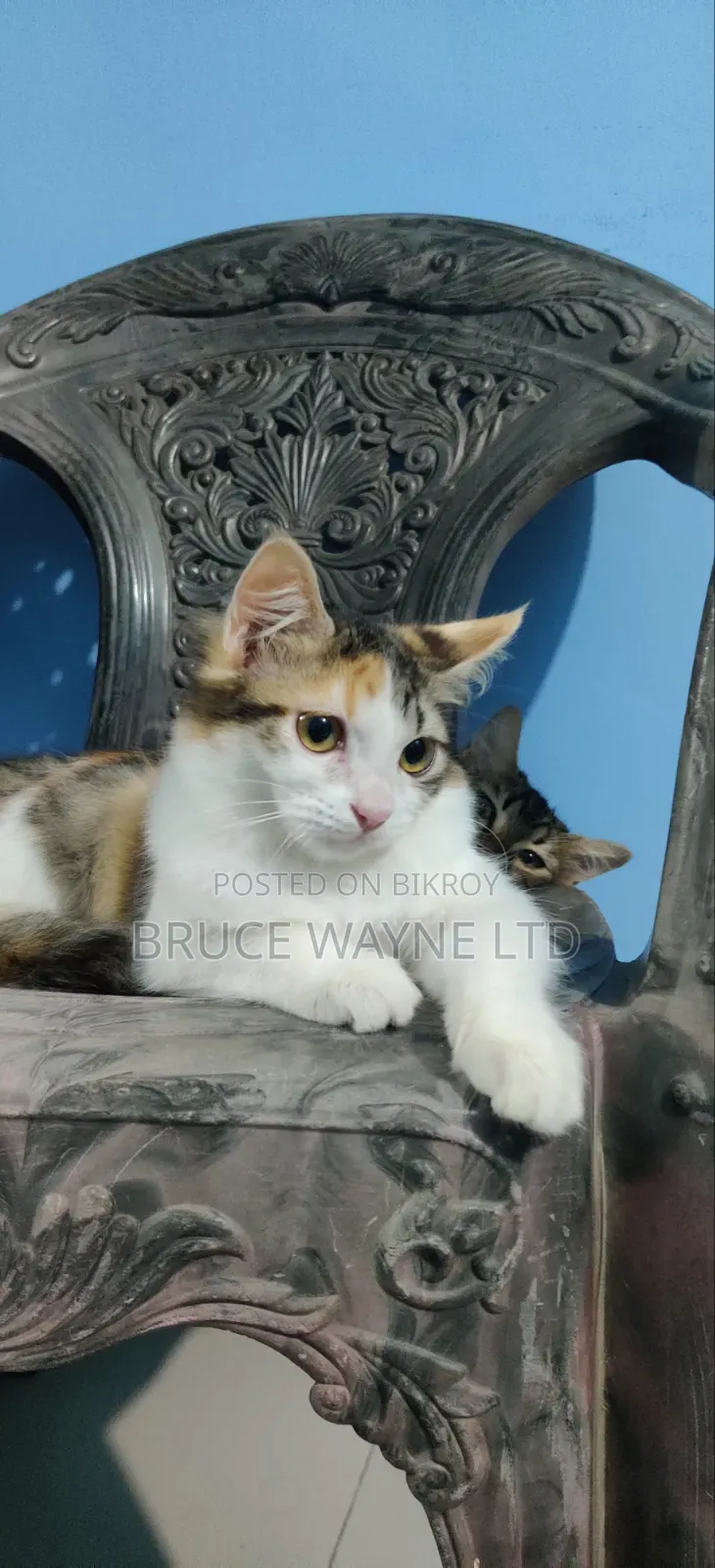 1-3 Months Female Mixed Breed Persian