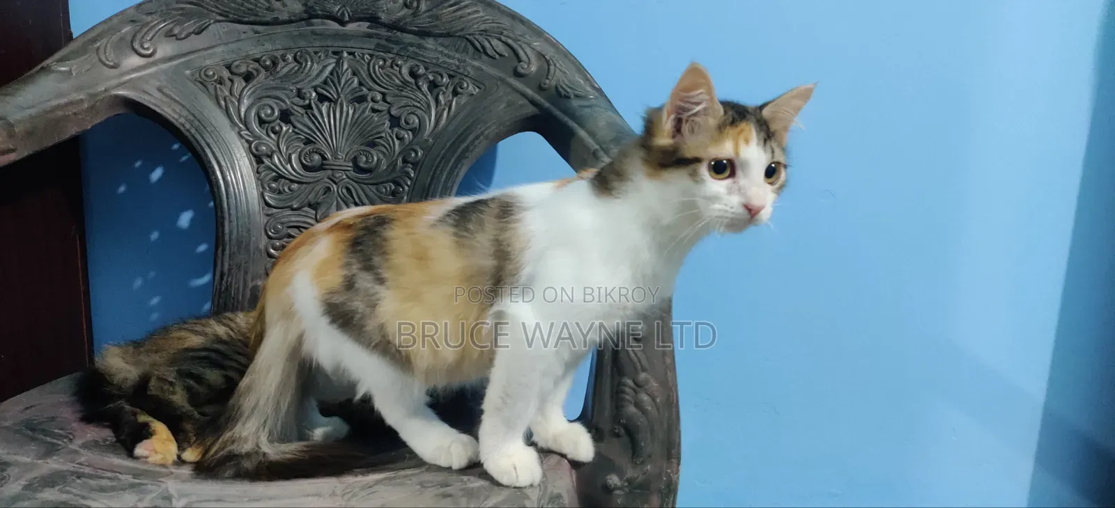 1-3 Months Female Mixed Breed Persian