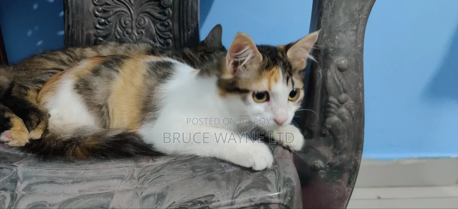 1-3 Months Female Mixed Breed Persian