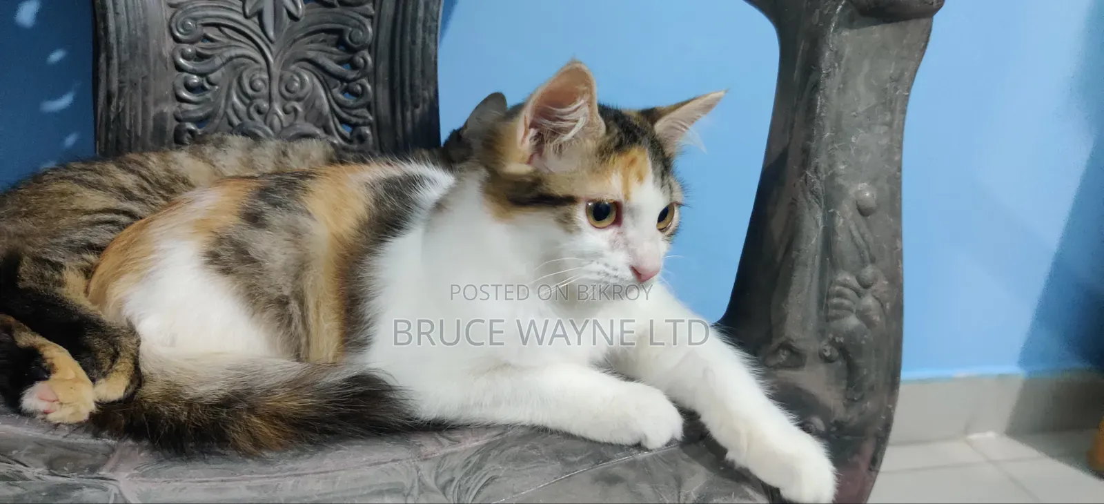 1-3 Months Female Mixed Breed Persian