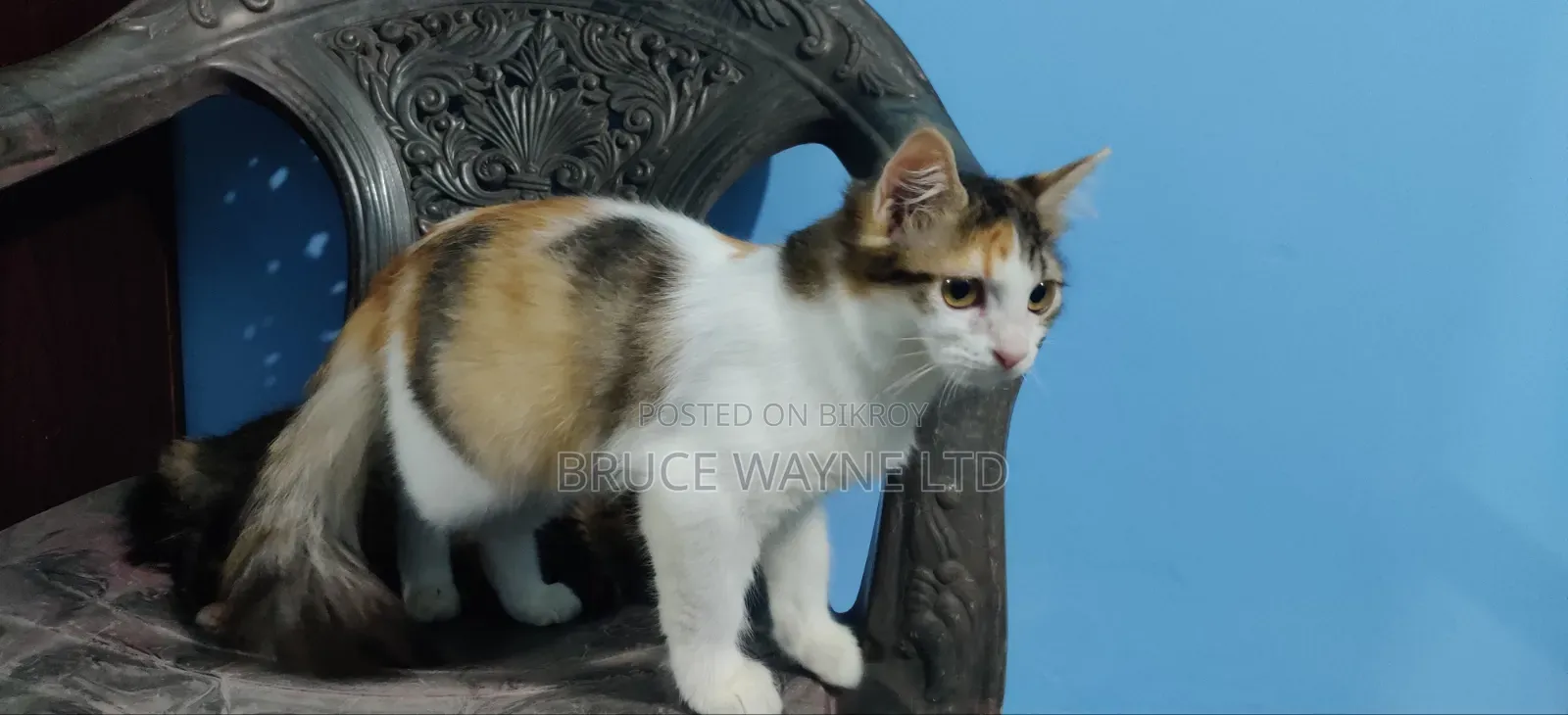 1-3 Months Female Mixed Breed Persian