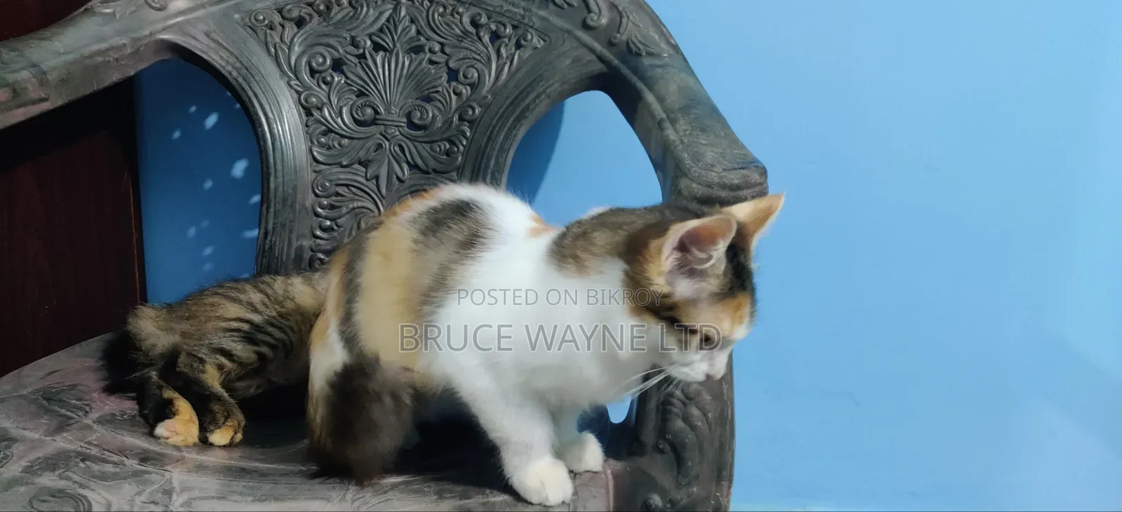1-3 Months Female Mixed Breed Persian