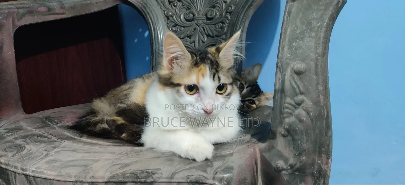 1-3 Months Female Mixed Breed Persian
