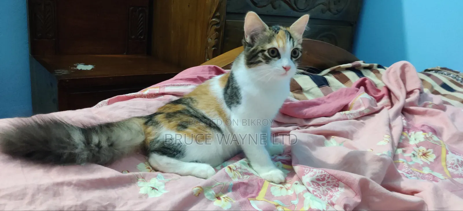 1-3 Months Female Mixed Breed Persian