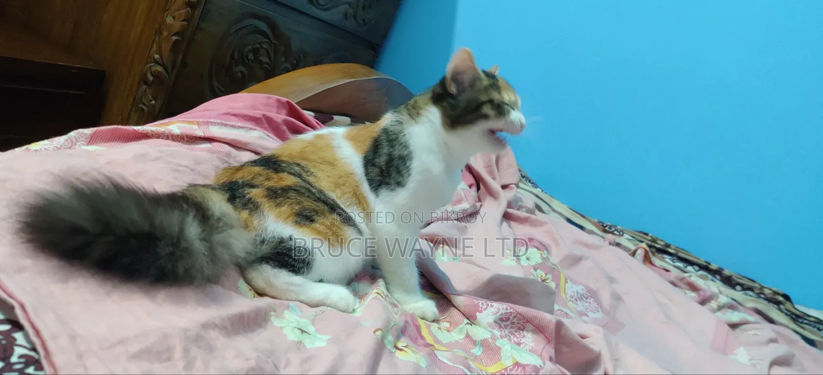 1-3 Months Female Mixed Breed Persian