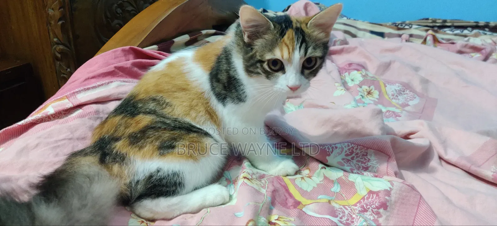 1-3 Months Female Mixed Breed Persian