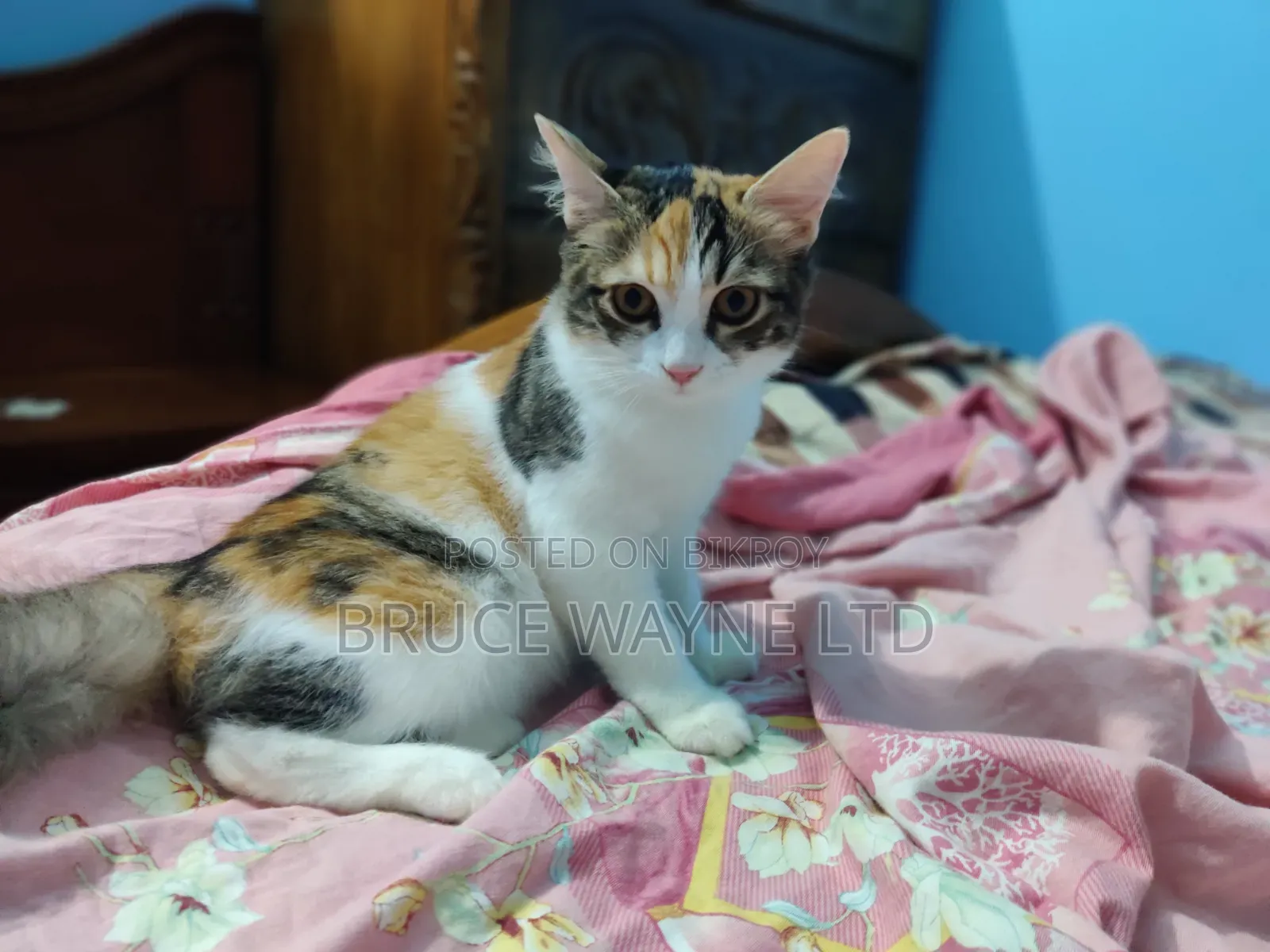 1-3 Months Female Mixed Breed Persian