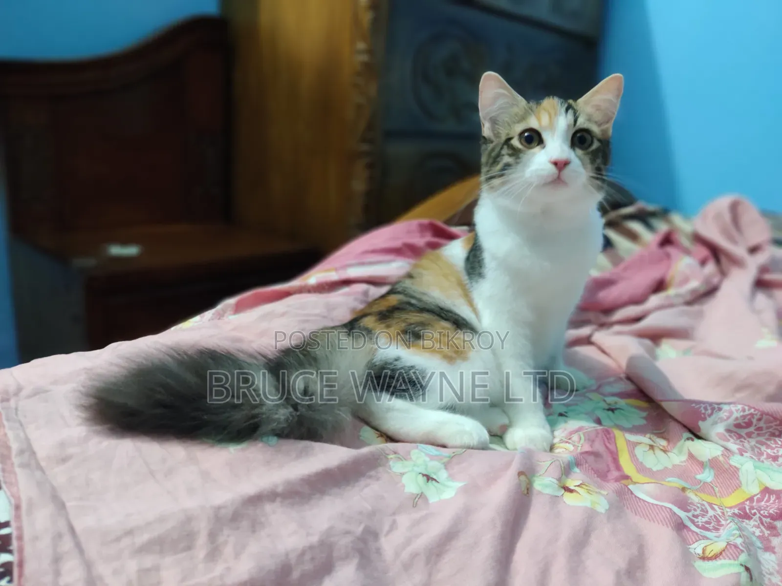 1-3 Months Female Mixed Breed Persian