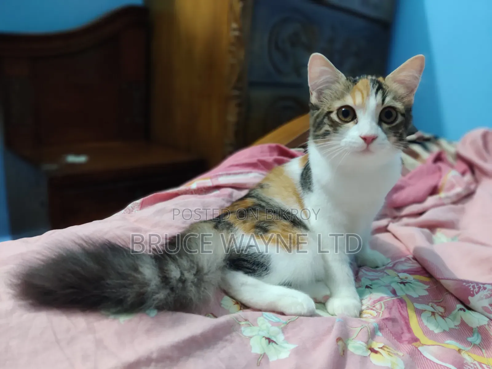 1-3 Months Female Mixed Breed Persian