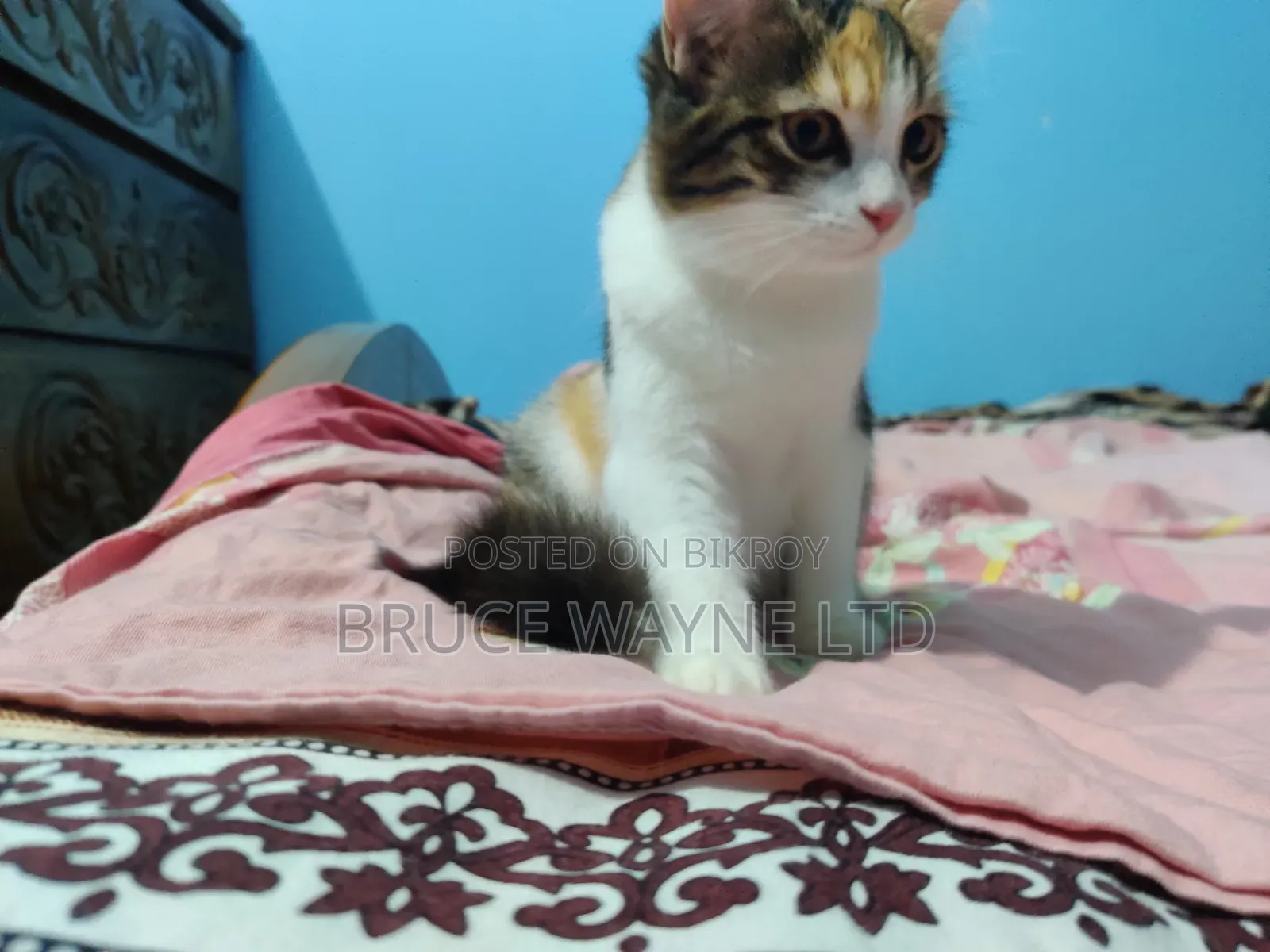 1-3 Months Female Mixed Breed Persian