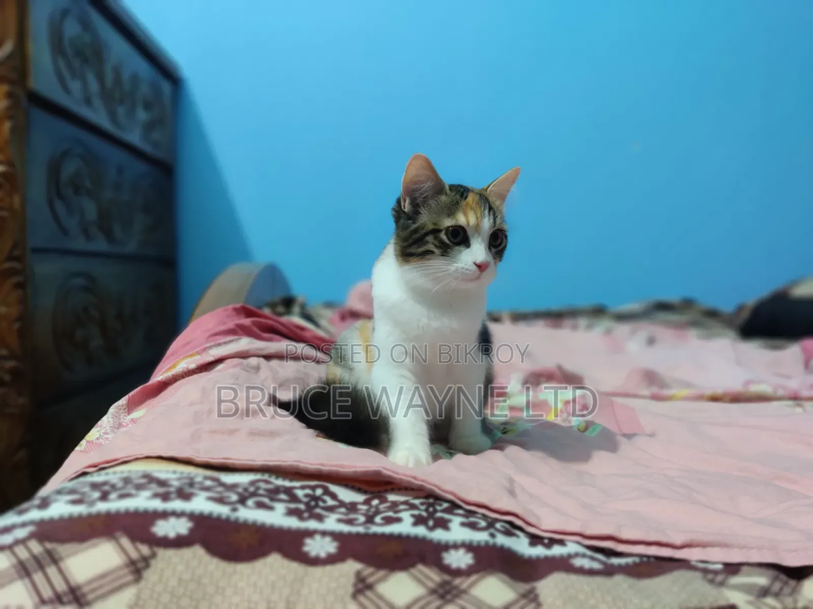 1-3 Months Female Mixed Breed Persian