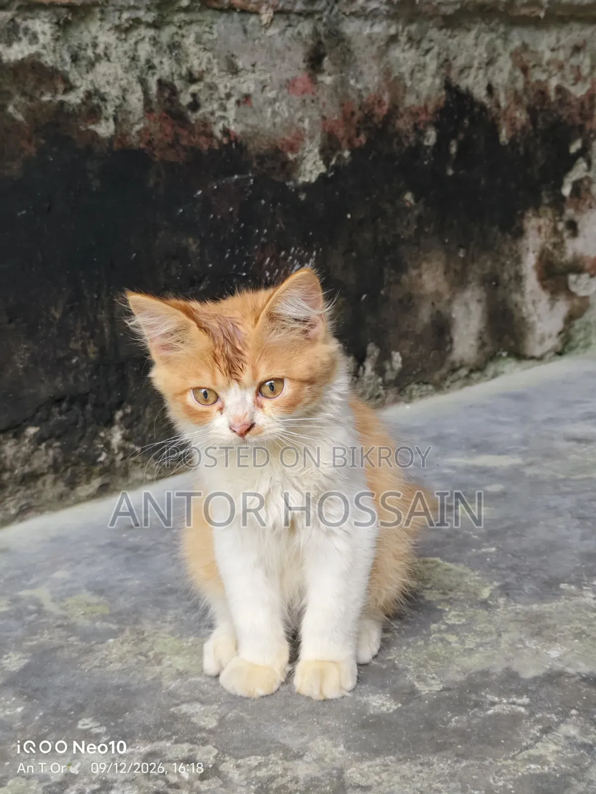 3-6 months Male Mixed Breed Persian