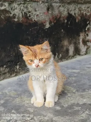 3-6 months Male Mixed Breed Persian