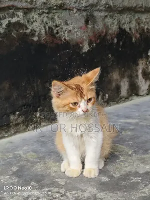 3-6 months Male Mixed Breed Persian