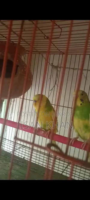 A Budgerigar Bird Will Be Sold