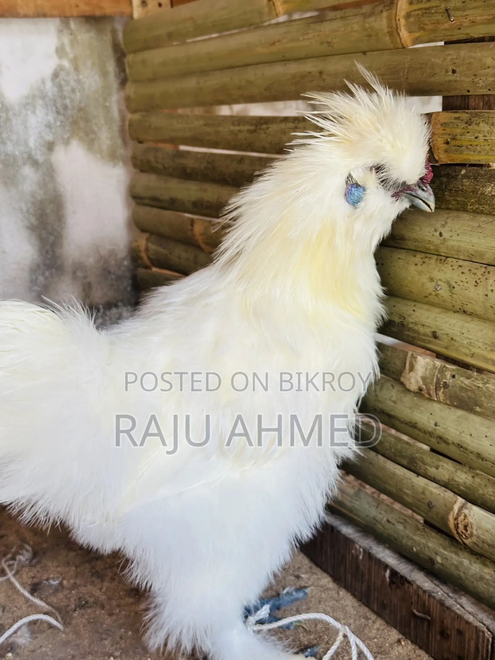 Silky Chicken Baby for Sale