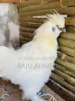 Silky Chicken Baby for Sale