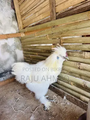Silky Chicken Baby for Sale