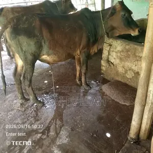 গরু বিক্রি হবে